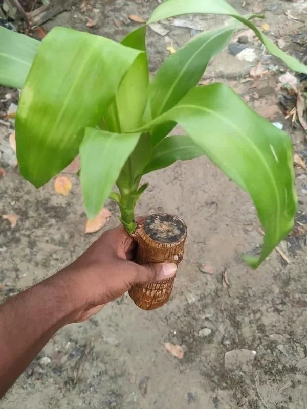 Lucky Brazil Wood Potted Plant