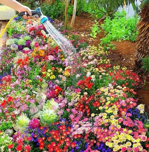 Colorful Flower Seeds (Pack of 100) with Growth Supplement