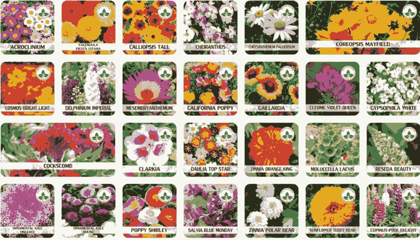 Colorful Flower Seeds (Pack of 100) with Growth Supplement